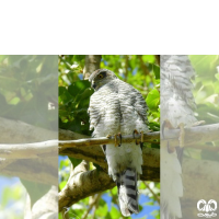 گونه قرقی Eurasian Sparrowhawk